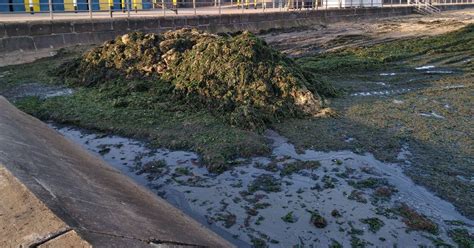 The Thanet beaches that keep getting blanketed in seaweed - and what's ...