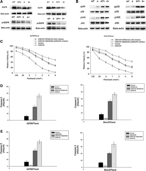 Crm197 Enhances Caspase‐3 Activity Via The Jnk P38mapk Pathway A Download Scientific Diagram