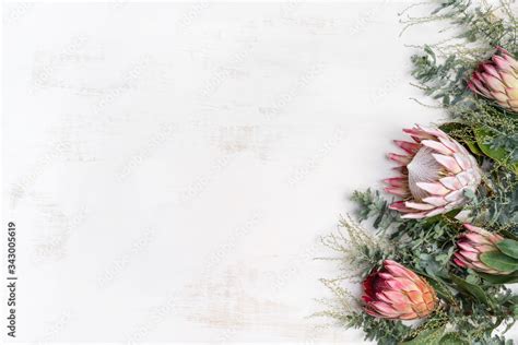 Stockfoto Beautiful Decorative Pink King Protea Flower Surrounded By