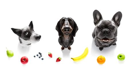 Frutas Saludables Que Son Seguras Para Los Perros