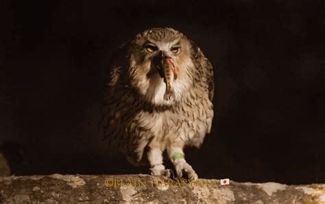 Blakistons Fish Owls Members Of Hokkaidos Ecosystem JAPAN DREAMSCAPES