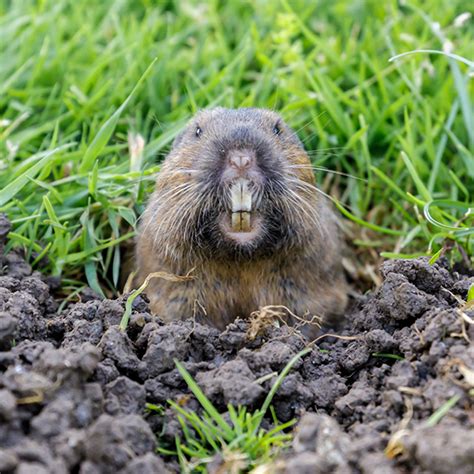 Pocket Gopher Identification Habits And Behavior New Mexico Pest Control