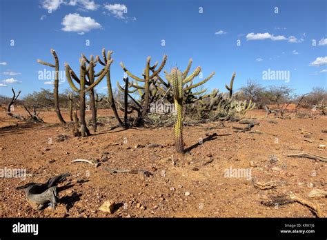 the landscape of the caatinga in brazil Stock Photo - Alamy