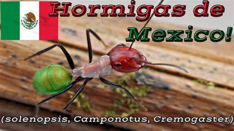 ¡hormigas En México Solenopsis Camponotus Crematogaster Youtube