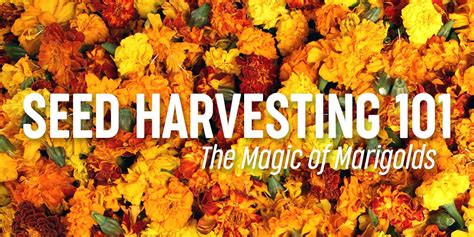 Harvesting Marigold Seeds A Step By Step Guide Simplygro