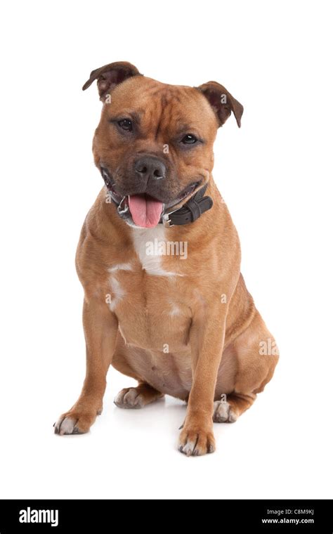 Staffordshire Bull Terrier Hi Res Stock Photography And Images Alamy