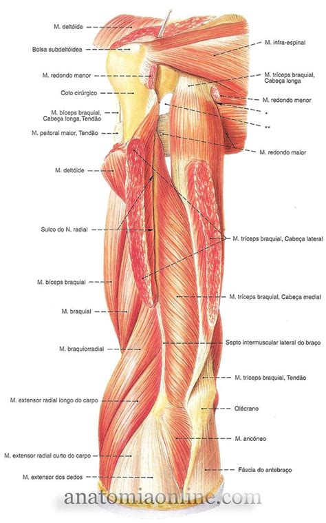 M Sculos Do Membro Superior Anatomia Online Anatomia Online