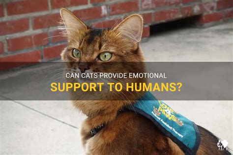 Can Cats Provide Emotional Support To Humans? | PetShun