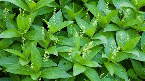 Dogs Mercury Mercurialis Perennis Woodland Trust