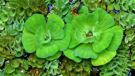 Pistia Stratiotes Uses