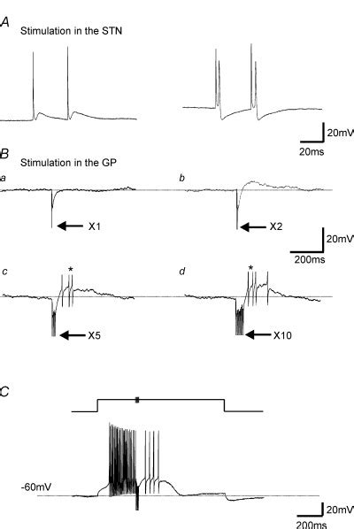 Rebound depolarizations in STN: the postulated mechanism for... | Download Scientific Diagram