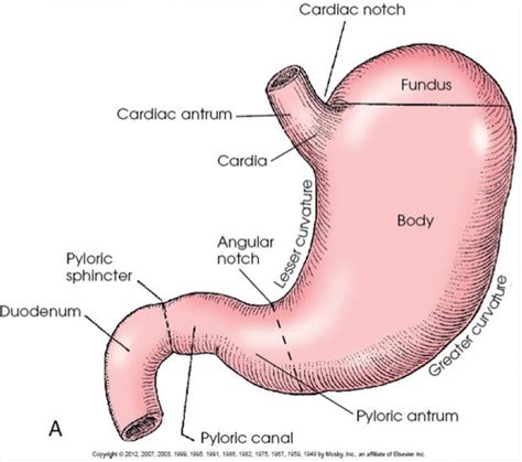 Arthrography GI System Anatomy Esophagram Upper GI Small Bowel