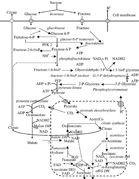 Schematic Representation Of The Metabolic Reactions Involved In Citric Download Scientific