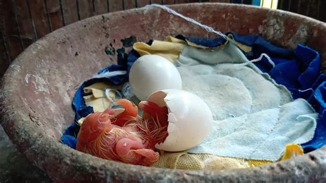 PIGEON EGG HATCHING YouTube