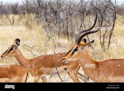 Springbok Antidorcas Marsupialis Stock Photo Alamy