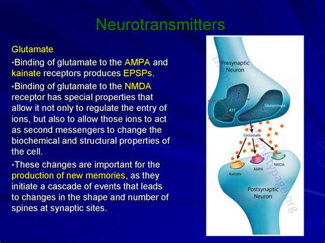 Neurotransmitters Online Presentation