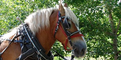 Horse Drawn Wagon Rides - Wilderness Resort