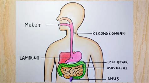 Gambar Sistem Pencernaan Manusia Youtube