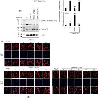 Overexpression Of The RIPK3 Protein Attenuates LPSinduced FActin