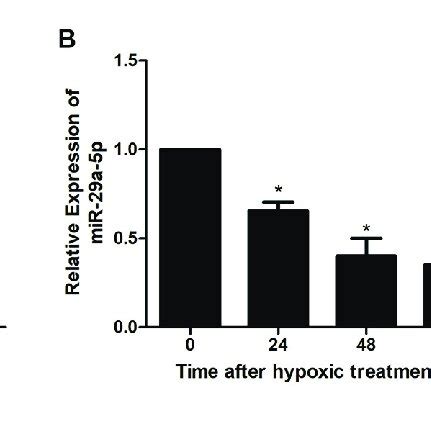 Knockdown Of Miat Inhibited Proliferative And Migratory Abilities In