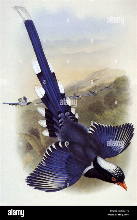 Blue Magpie Stock Photo - Alamy