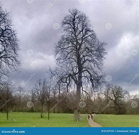 Tree in hyde park editorial photo. Image of grass, environment - 81479101