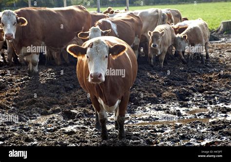 Cows Mud High Resolution Stock Photography And Images Alamy