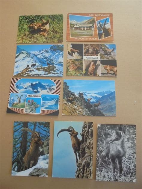 Bouquetin Cartes Postales Postkarten Aus Dem Steinbock Kaufen