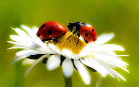 Pin by Bonnie Sunday on Ladybugs ***lieve heersbeestjes*** | Ladybug, Insects, Animal wallpaper