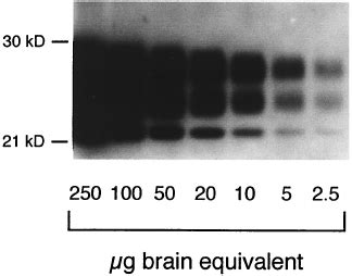 Sensitivity Of PrPres Detection PrPres Was Purified From Serial Dilu