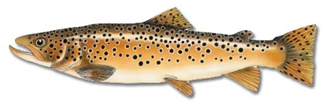 Brown Trout Maine Saltwater Fishing