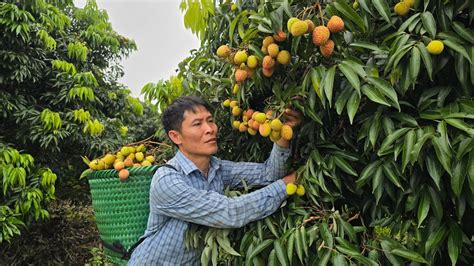 Harvesting Litchi Fruit Goes To The Market Sell Gardening Taking