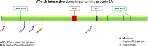 Schematic Representation Of Arid1a Protein Domains Domain Information Download Scientific