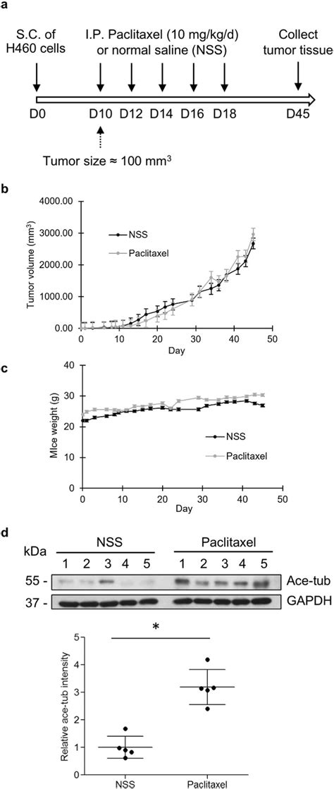 Paclitaxel Responsiveness In An In Vivo Xenograft Immunodeficient Mouse