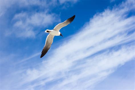 Images Gratuites Oiseau Aile Nuage Ciel Oiseau De Mer Mouche