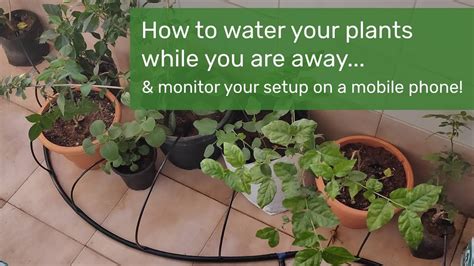 How To Water Your Plants While You Are Away Youtube