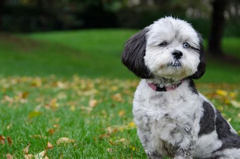 C Mo Saber Si El Perro Shih Tzu Es Puro Beagle Spain Tu Web Y