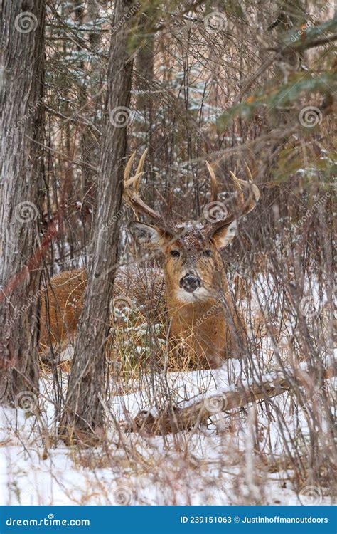 Trophy Whitetail Deer Buck Bedding Down In Forest Snow Stock Image