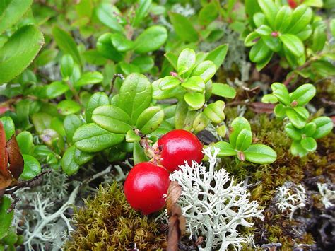 Vaccinium Vitis Idaea Mountain Cranberry Go Botany