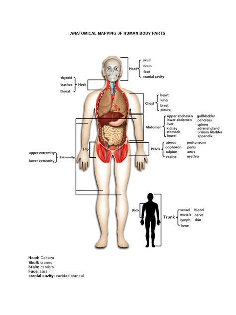 Anatomy of The Human Body | PDF