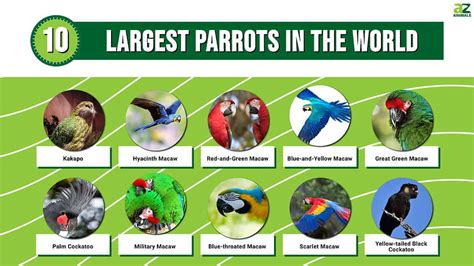 Discover The 10 Largest Parrots In The World A Z Animals