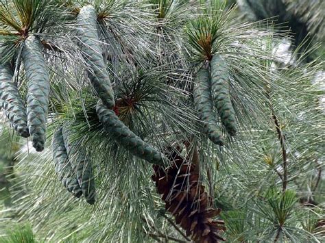 Pinus wallichiana - Himalayan Blue Pine