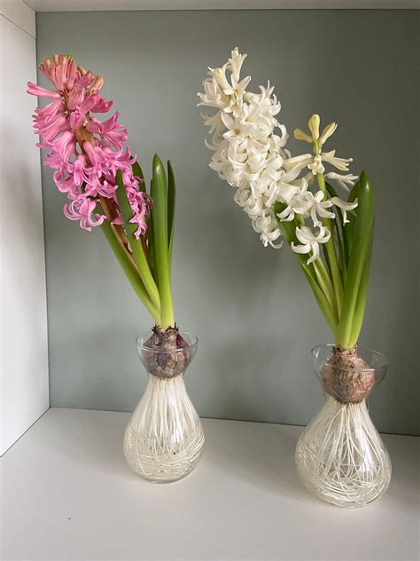 Step-By-Step Instructions For Growing Hyacinth Bulbs In Water