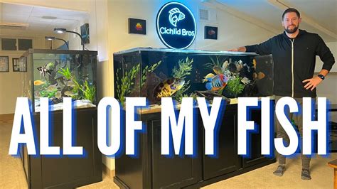 All Of My Aquariums And Fish The Complete Fish Room Tour Youtube