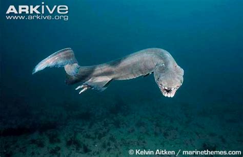 January Elasmobranch Of The Month Frilled Shark