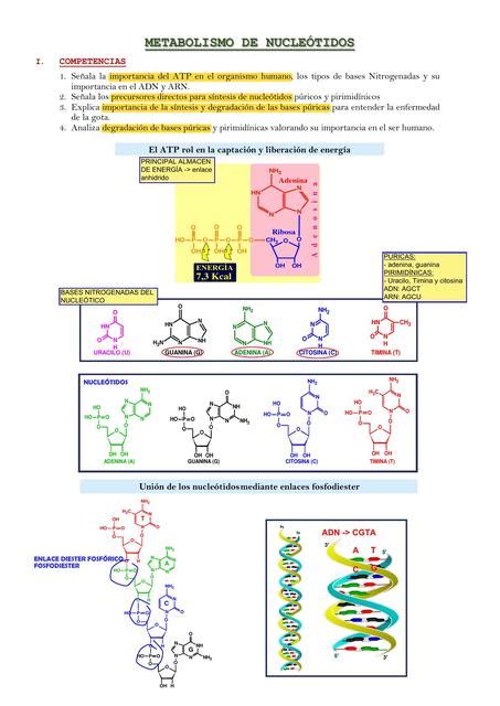 Metabolismo de Nucleótidos study enf uDocz