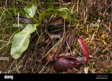 Carnivorous Pitcher Plant Nepenthes Rajah Sabah Borneo Stock Photo