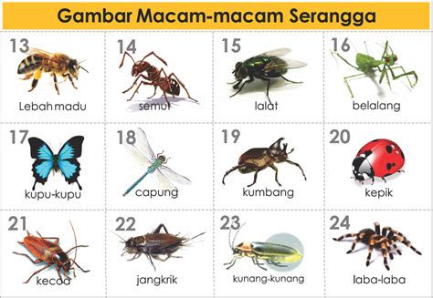 GAMBAR-JENIS & MACAM HEWAN SERANGGA | freewaremini