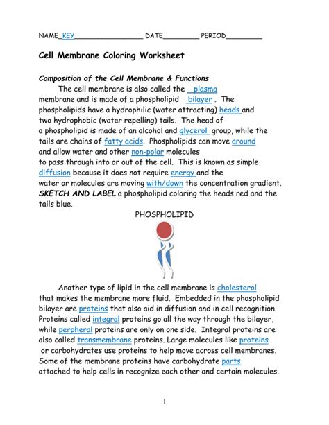 Cell Membrane Coloring Worksheet Answer Key — Db