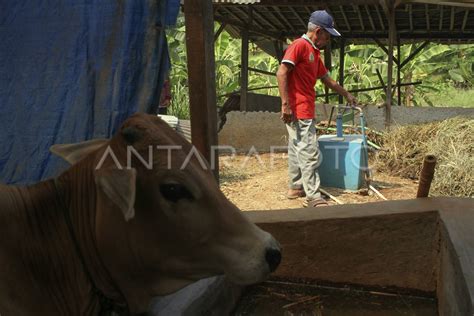 Pemanfaatan Limbah Kotoran Sapi Antara Foto